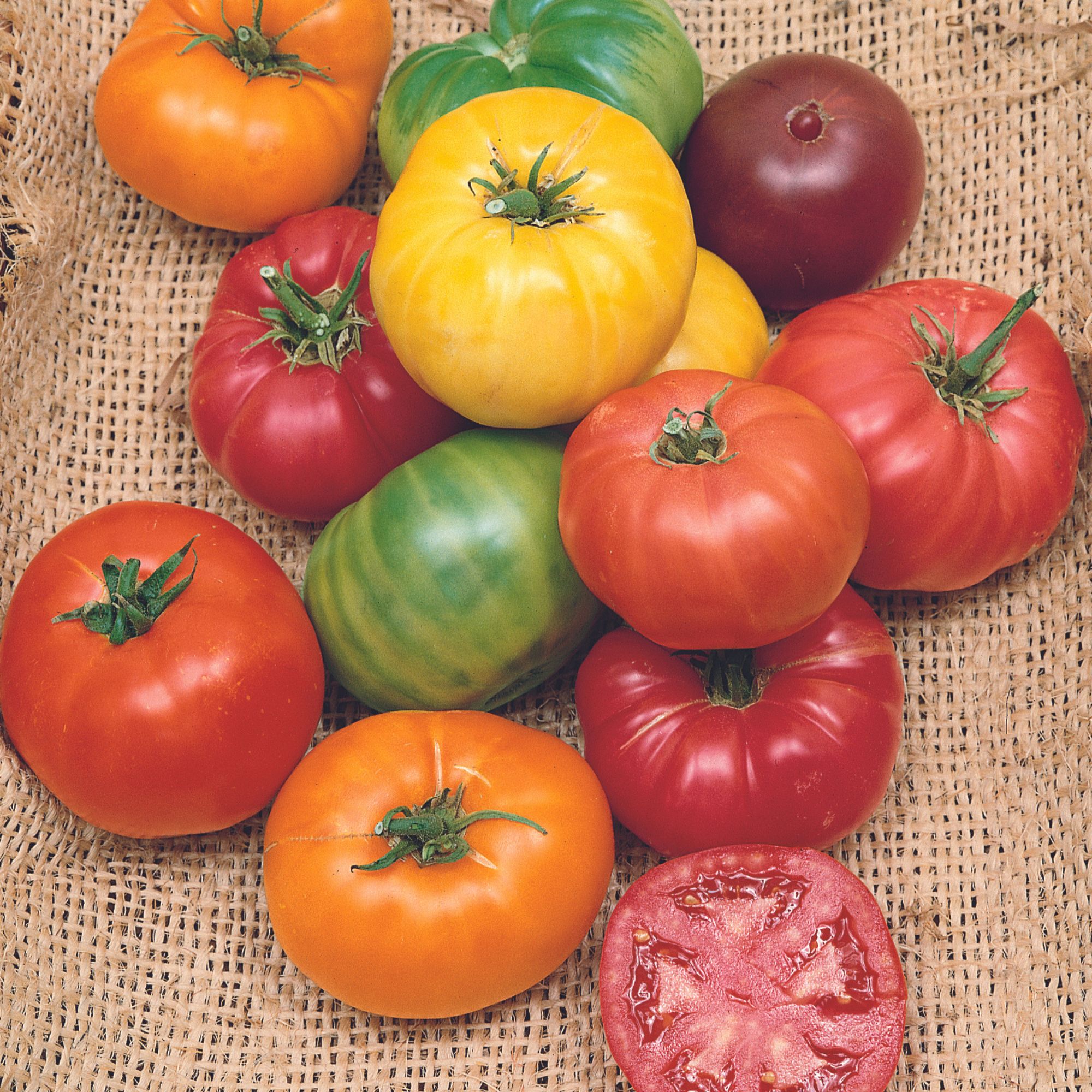 Tomato - Beefsteak Rainbow - 250 Mg Packet ~65 Seeds - Garden Vegetable - Buy Non-GMO Solanum lycopersicum Farm & Gardening Seed